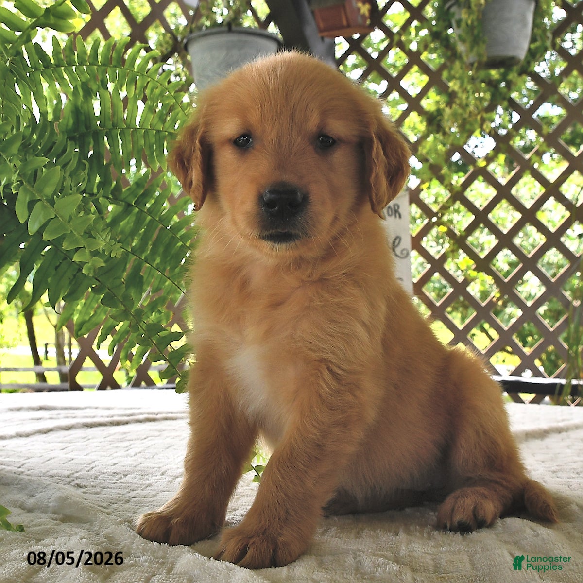 Golden Retriever dogs Goldie - Ad 1