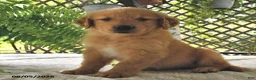 Golden Retriever dogs for sale: Goldie - Ad 1