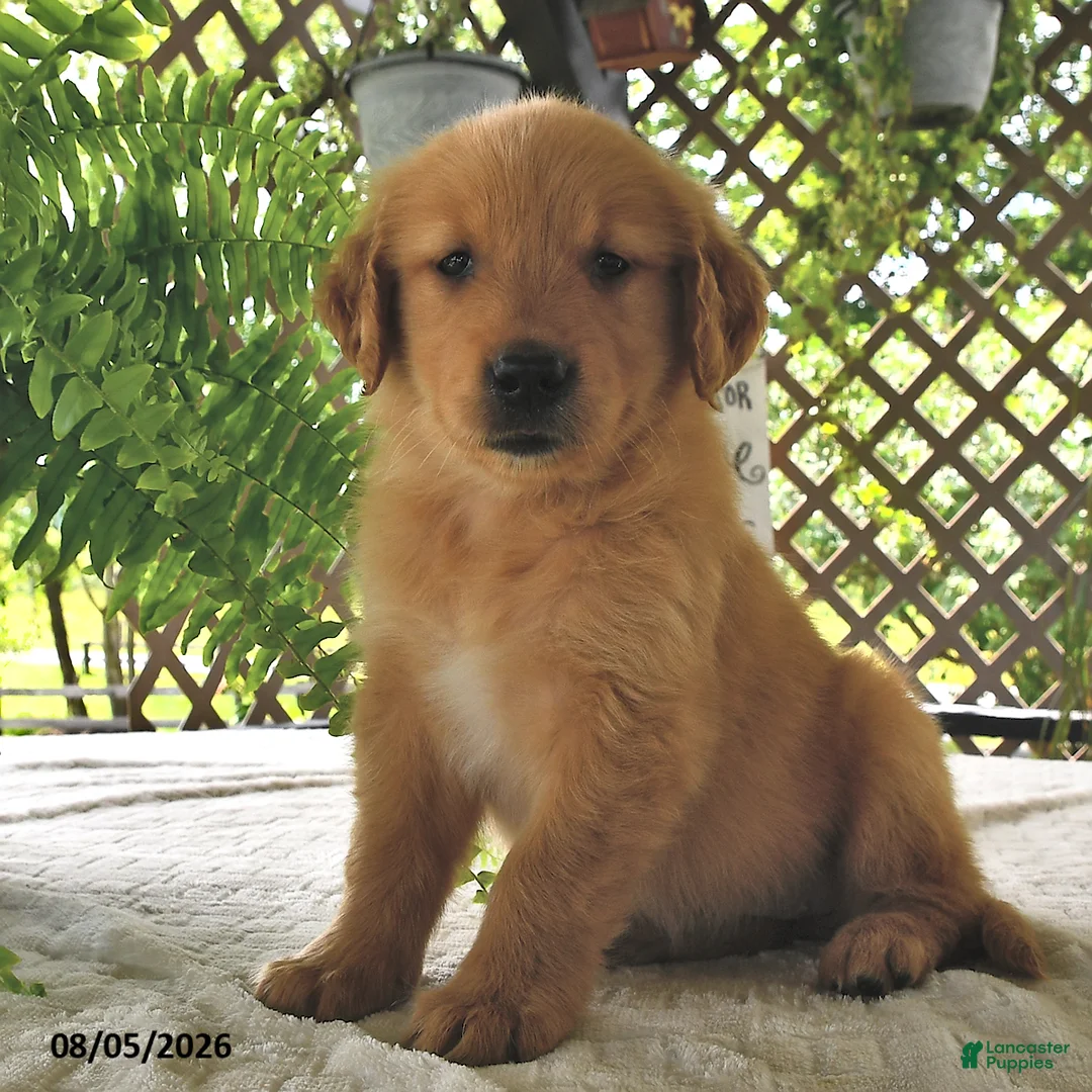 Golden Retriever dogs for sale: Goldie - Ad 1
