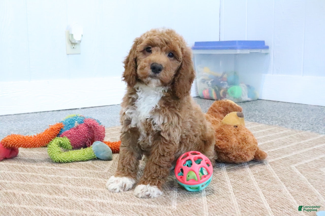 Mini Goldendoodle dogs Carlos - Ad 2