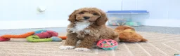 Mini Goldendoodle dogs for sale: Carlos - Ad 2