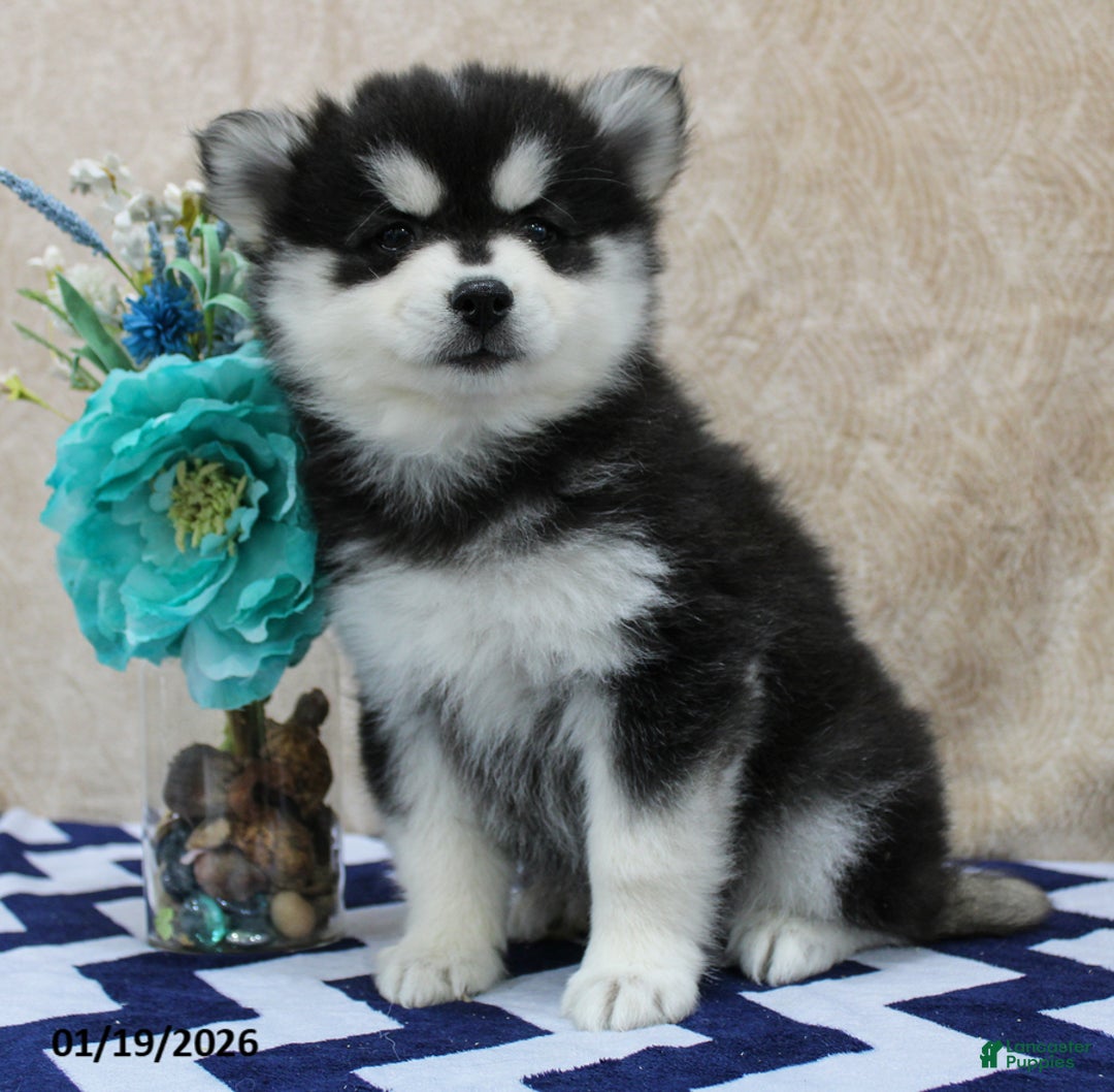 Pomsky dogs for sale: Conrad - Ad 2