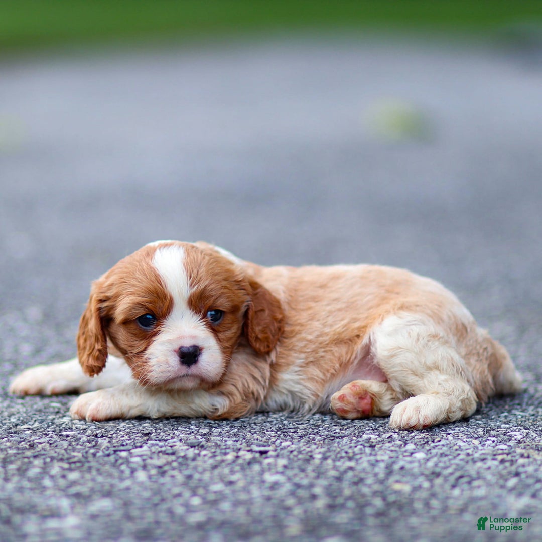 Cavalier King Charles Spaniel dogs for sale: Teddy - Ad 1