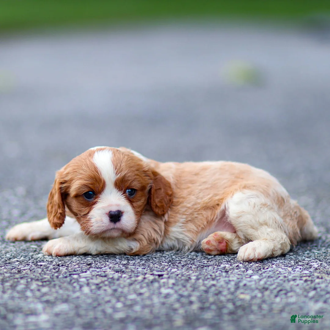 Cavalier King Charles Spaniel dogs for sale: Teddy - Ad 6