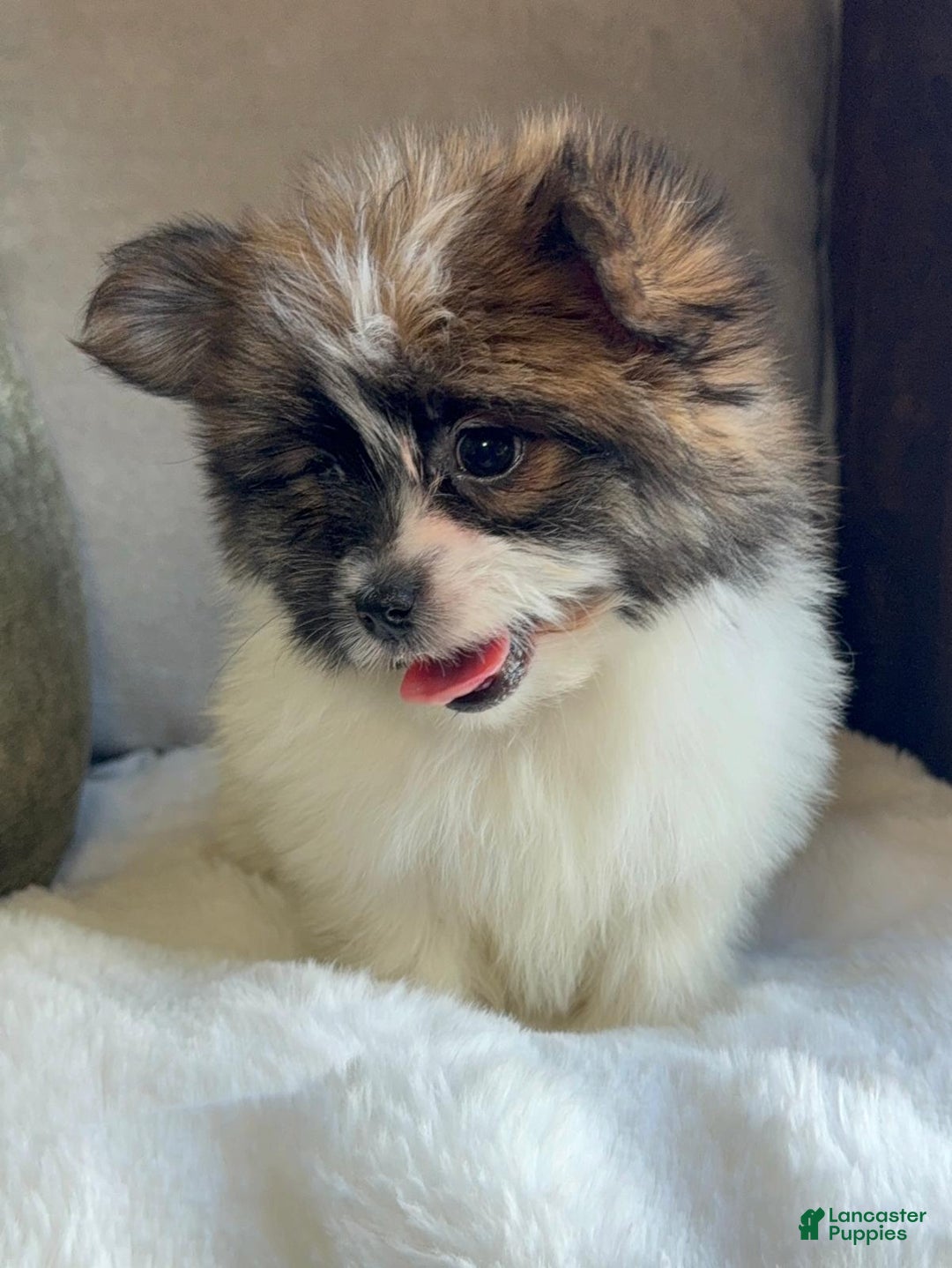 Mixed Breed dogs for sale: Designer Breed Yorkishire Terrier, Pomeranian Mix Puppy Female Daisy - Ad 6