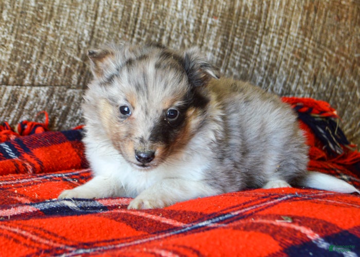 Sheltiedoodle dogs Eddie - Ad 2