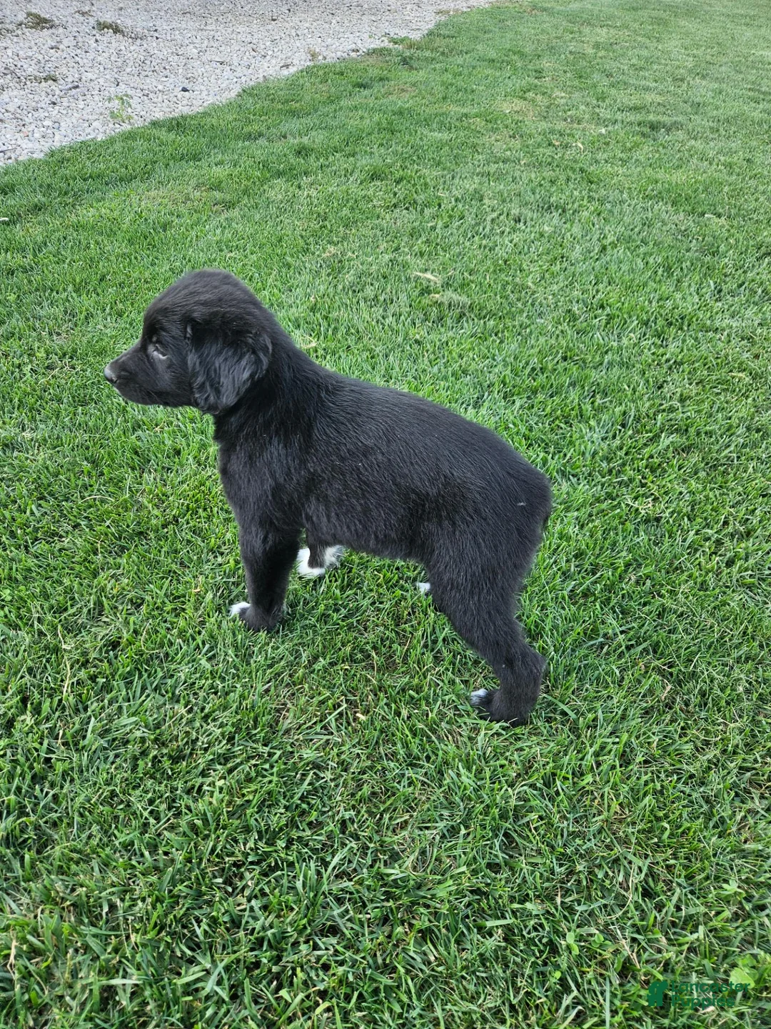 Mixed Breed dogs for sale:  Rocky - Ad 2