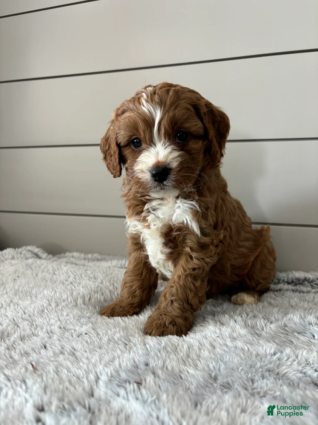 Cavapoo dogs for sale: Sky - Ad 3
