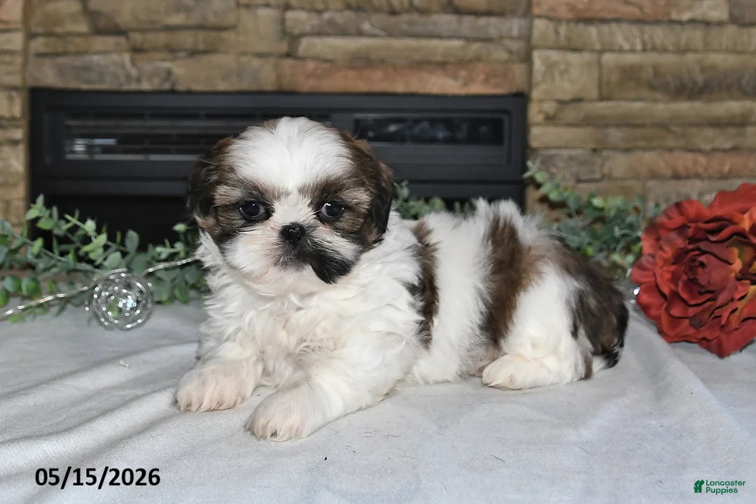 Shih Tzu dogs for sale: Tori - Ad 5