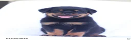 Rottweiler dogs for sale: Balto - Ad 4