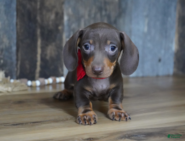 Miniature Dachshund dogs Cooper - Ad 1