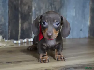 Miniature Dachshund dogs for sale: Cooper - Ad 3
