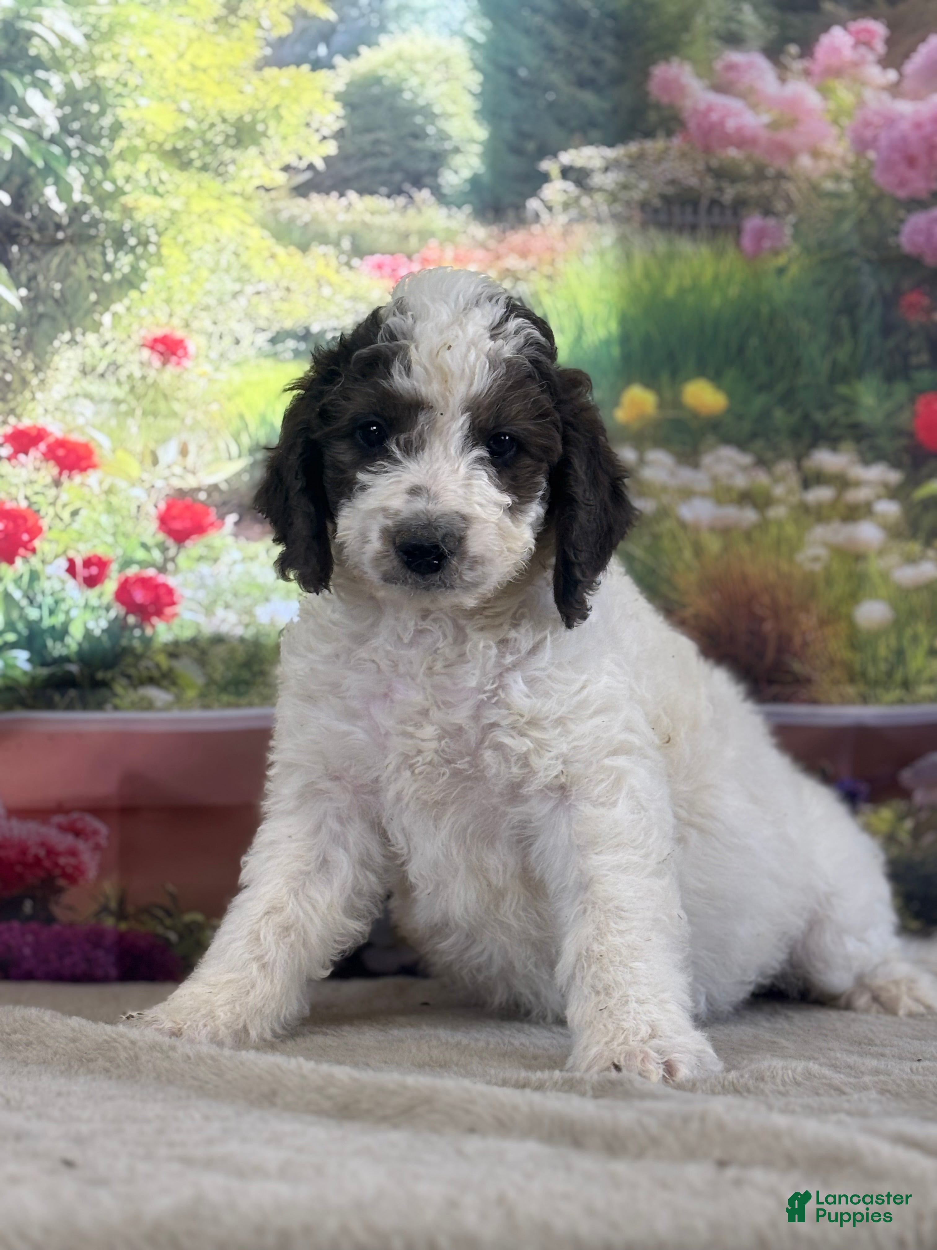 Bernedoodle dogs Bruno - Ad 28