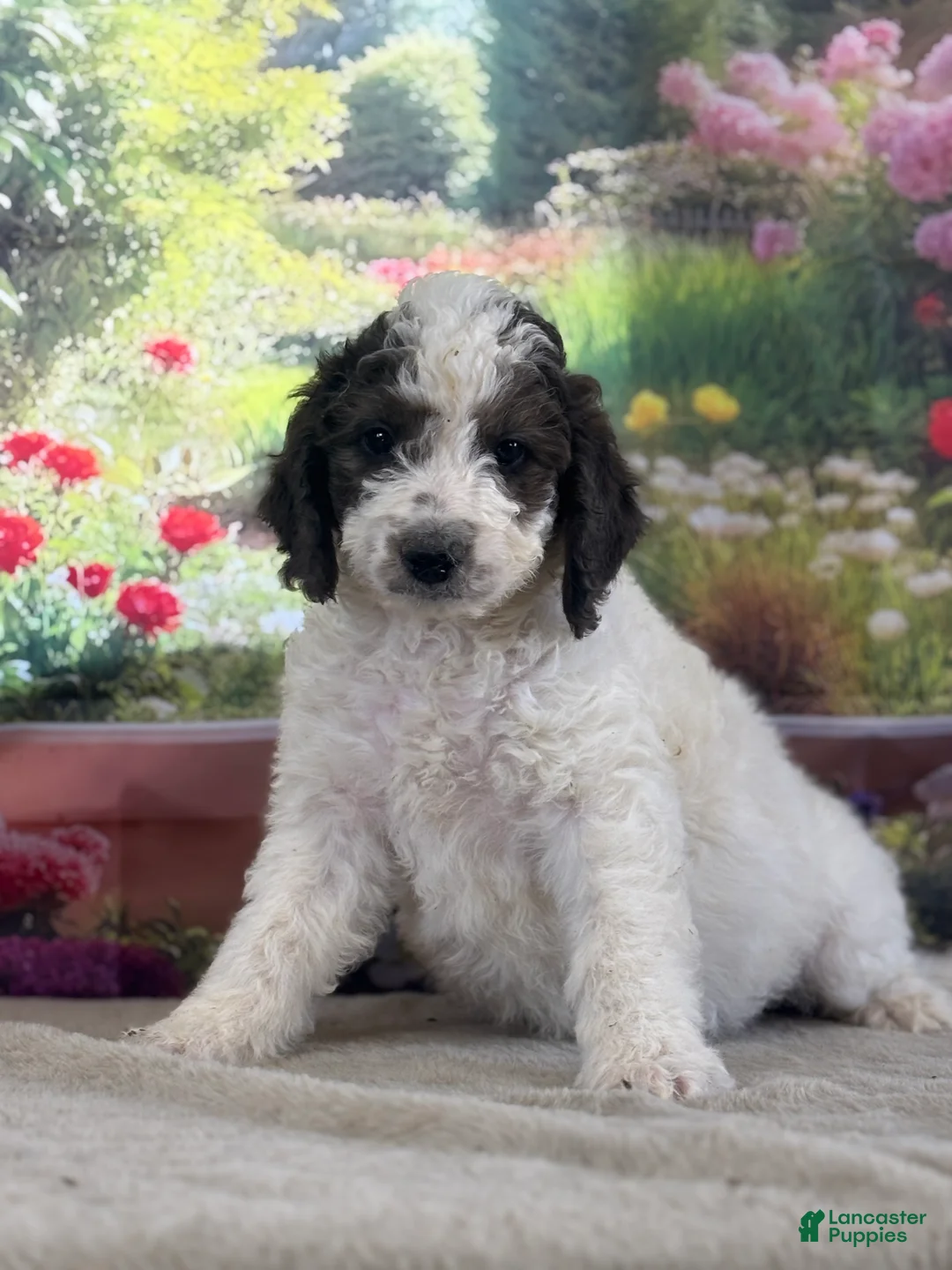 Bernedoodle dogs for sale: Bruno - Ad 1
