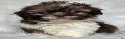 Shih Tzu dogs for sale: Lucy - Ad 6