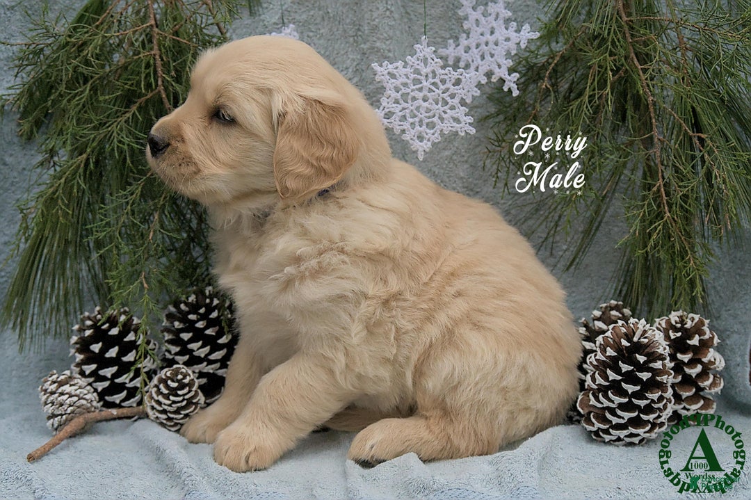 Golden Retriever dogs for sale: Perry - Ad 2