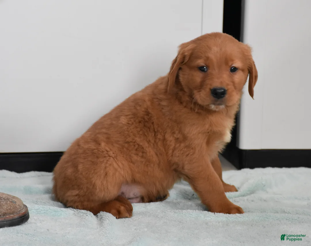 Golden Retriever dogs for sale: Walter    Genetic/OFA - Ad 14