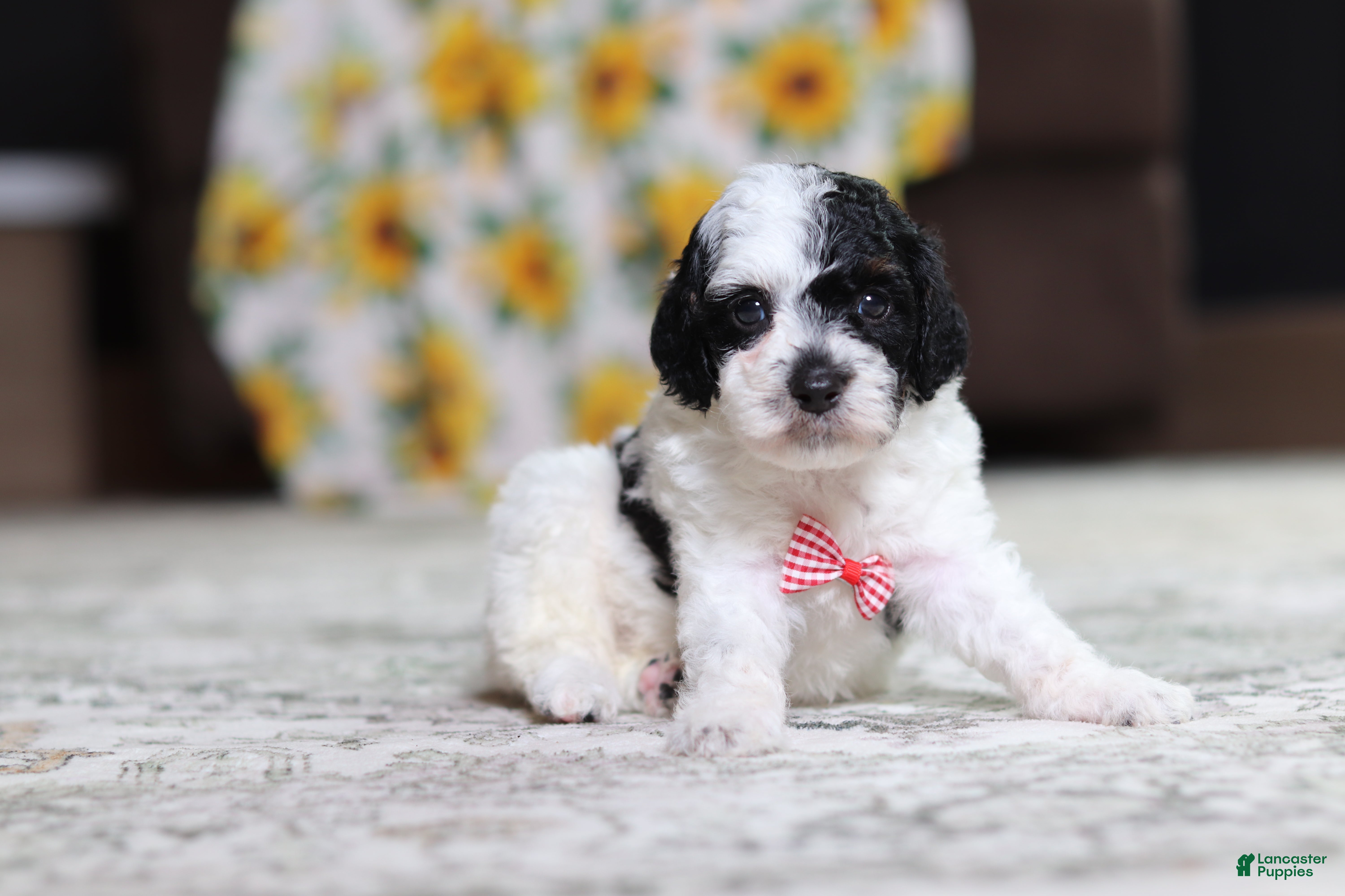 Miniature Poodle dogs Milo - Ad 2