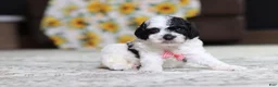Miniature Poodle dogs for sale: Milo - Ad 2