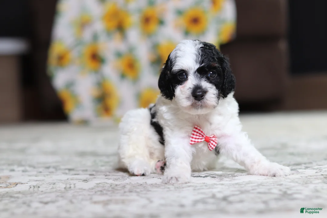 Miniature Poodle dogs for sale: Milo - Ad 2