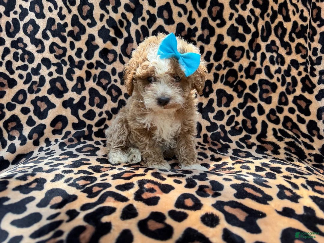 Cockapoo dogs for sale: Fancy - Ad 1