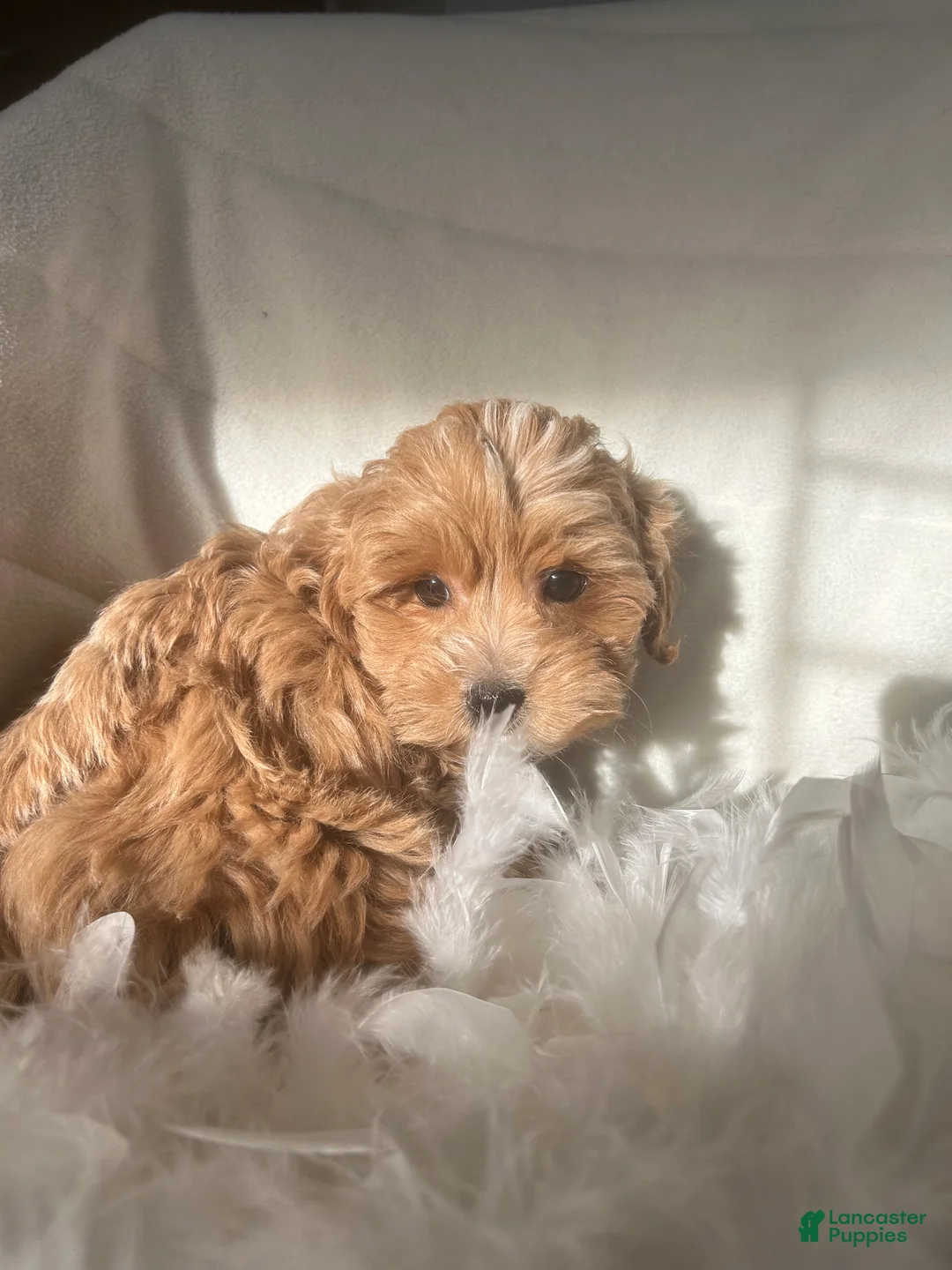 Mixed Breed dogs for sale: Brownie  - Ad 3