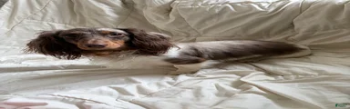 Miniature Dachshund long coat dapple