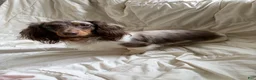 Miniature Dachshund dogs for sale: Miniature Dachshund long coat dapple - Ad 1