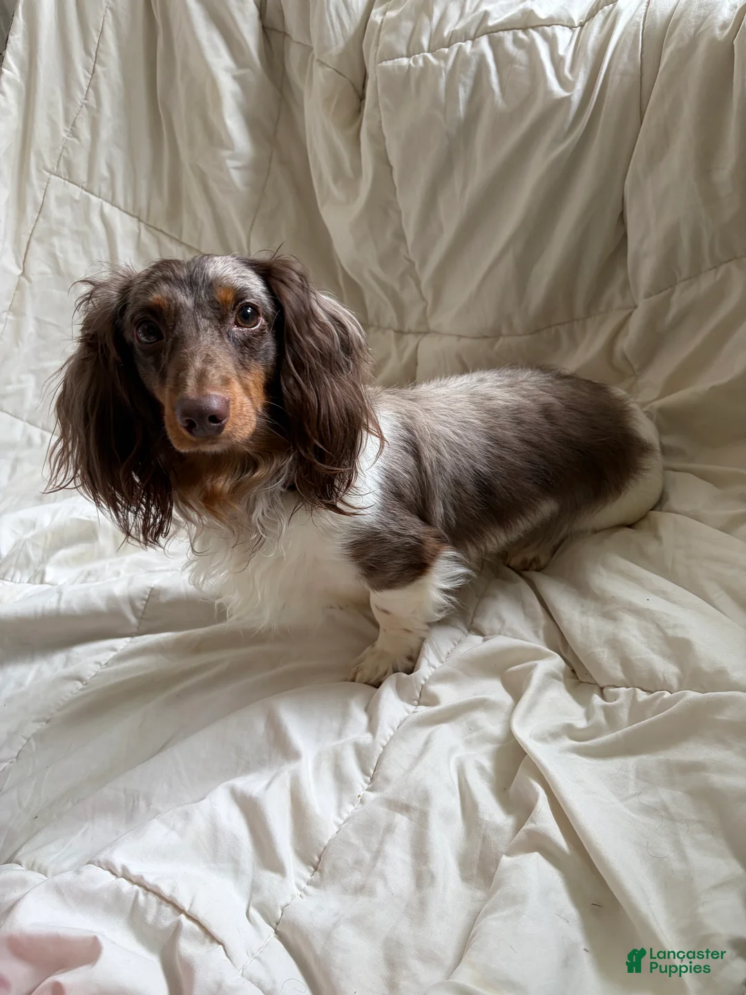Miniature Dachshund dogs for sale: Miniature Dachshund long coat dapple - Ad 1