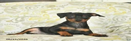 Miniature Pinscher dogs for sale: Hawkeye  - Ad 3