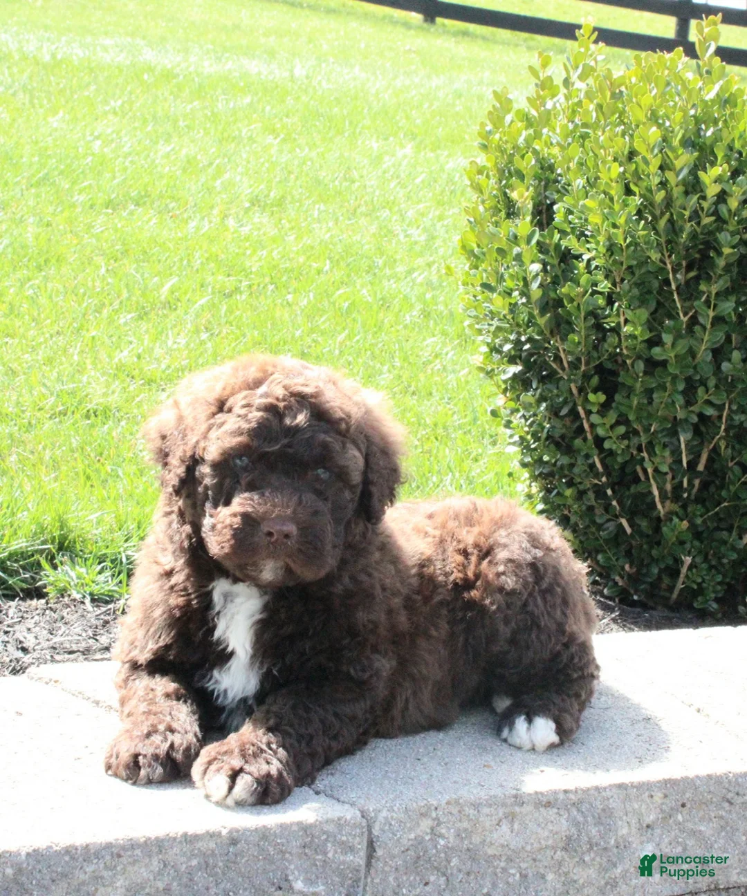 Portuguese Water Dog dogs for sale: Flash - Ad 2