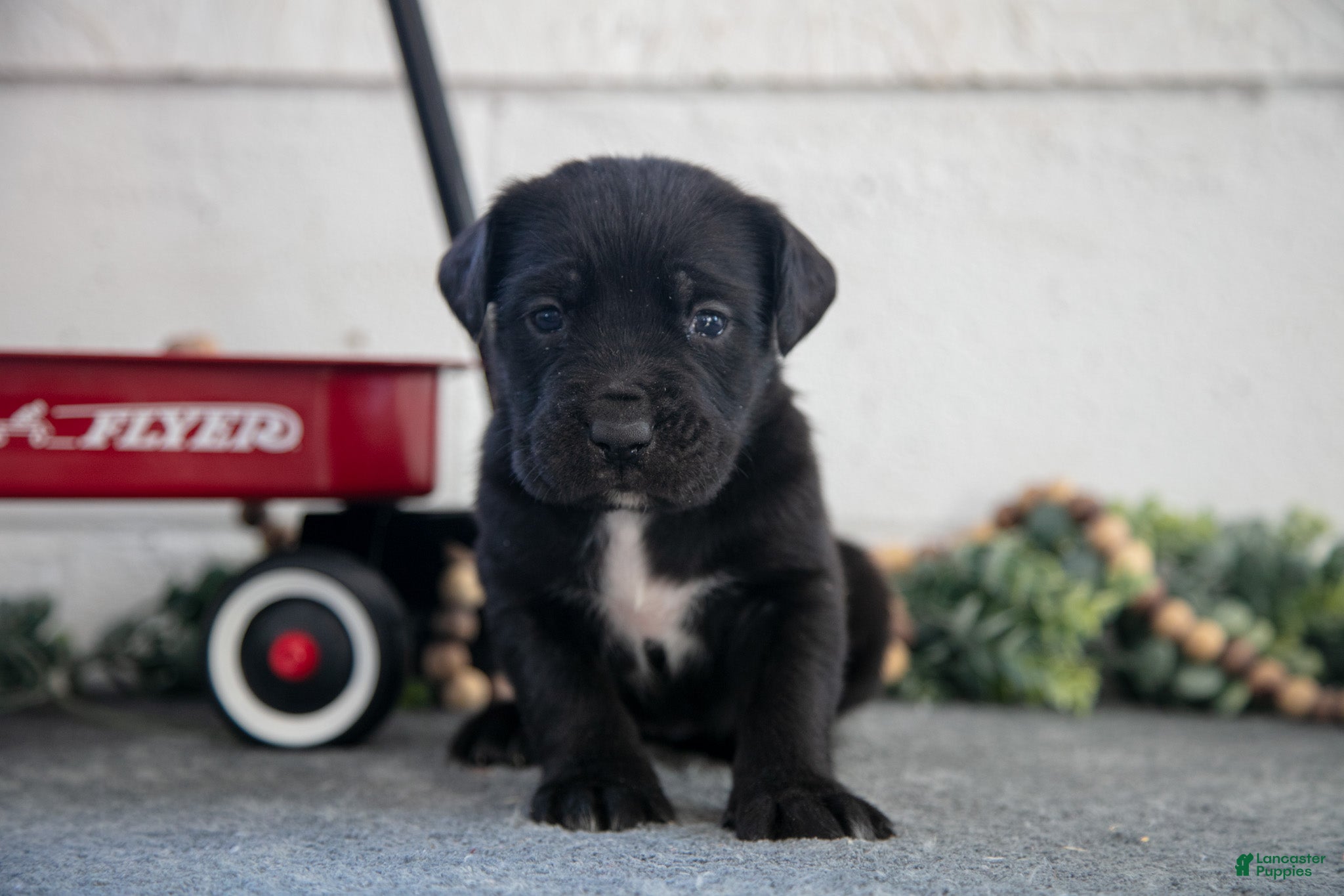 Cane Corso dogs Sierra - Ad 2