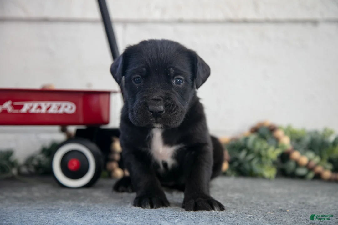 Cane Corso dogs for sale: Sierra - Ad 2