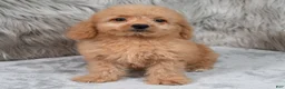 Mini Goldendoodle dogs for sale: Ranger ID: 3859 - Ad 8