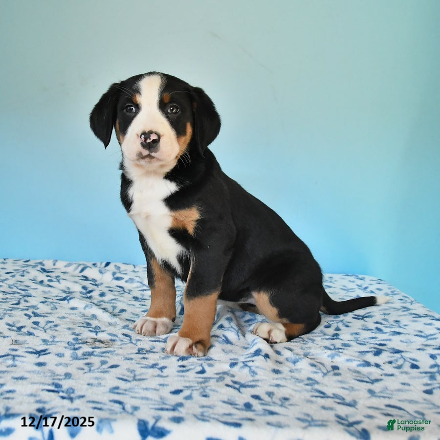Mixed Breed dogs Bess  - Ad 15