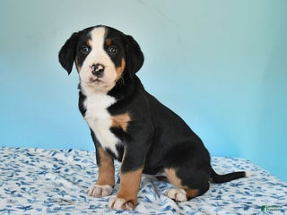 Mixed Breed dogs Bess - Ad 15