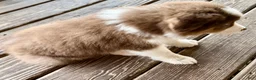 Australian Shepherd dogs for sale: AKC 6 Candy - Ad 3