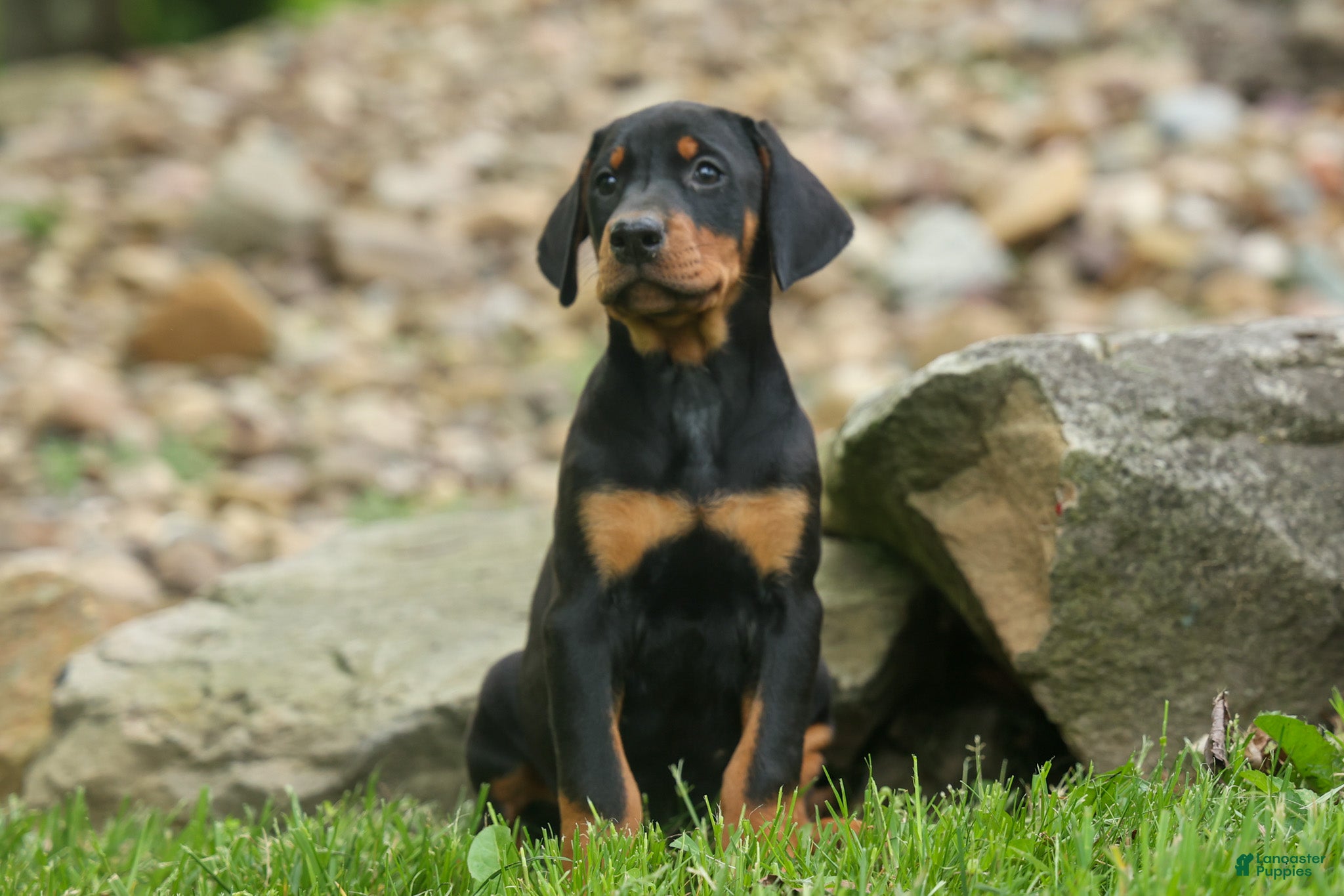 Doberman Pinscher dogs  Delta (Black Rust) 🖤🐾 - Ad 2