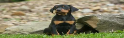Doberman Pinscher dogs for sale:  Delta (Black Rust) 🖤🐾 - Ad 4