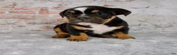 Beabull dogs for sale: Grady - Ad 6
