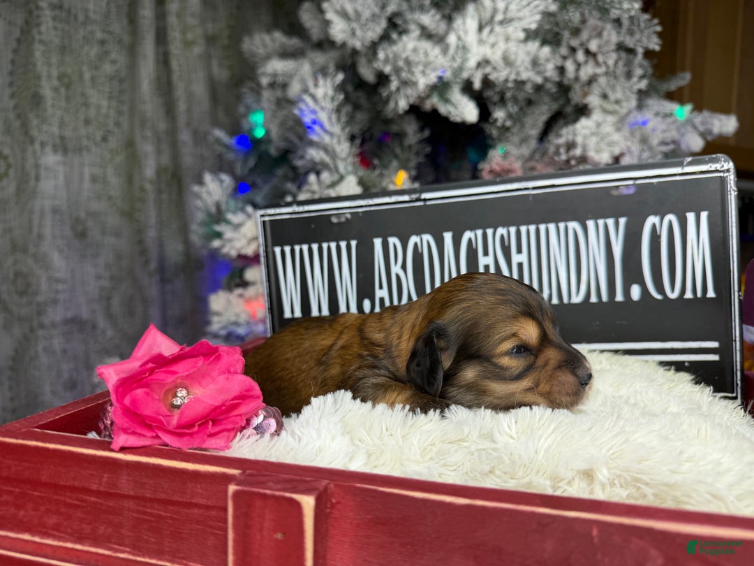 Miniature Dachshund dogs for sale: Shaded red - Ad 3
