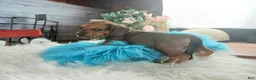 Dachshund dogs for sale: Nationwide delivery. Gloria's sable boy - Ad 4