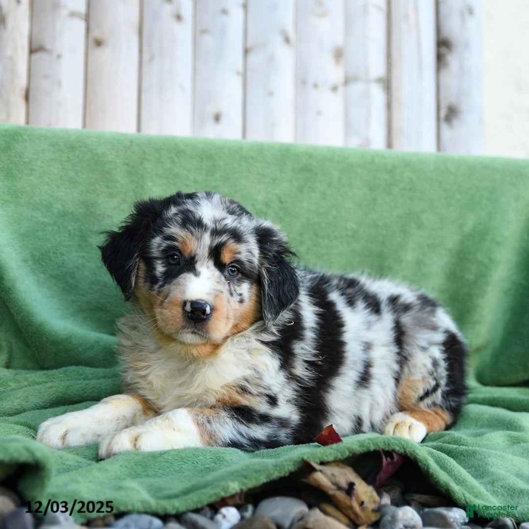 Australian Shepherd dogs for sale: Dwyln - Ad 2