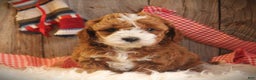 Cavapoo dogs for sale: Tara - Ad 2