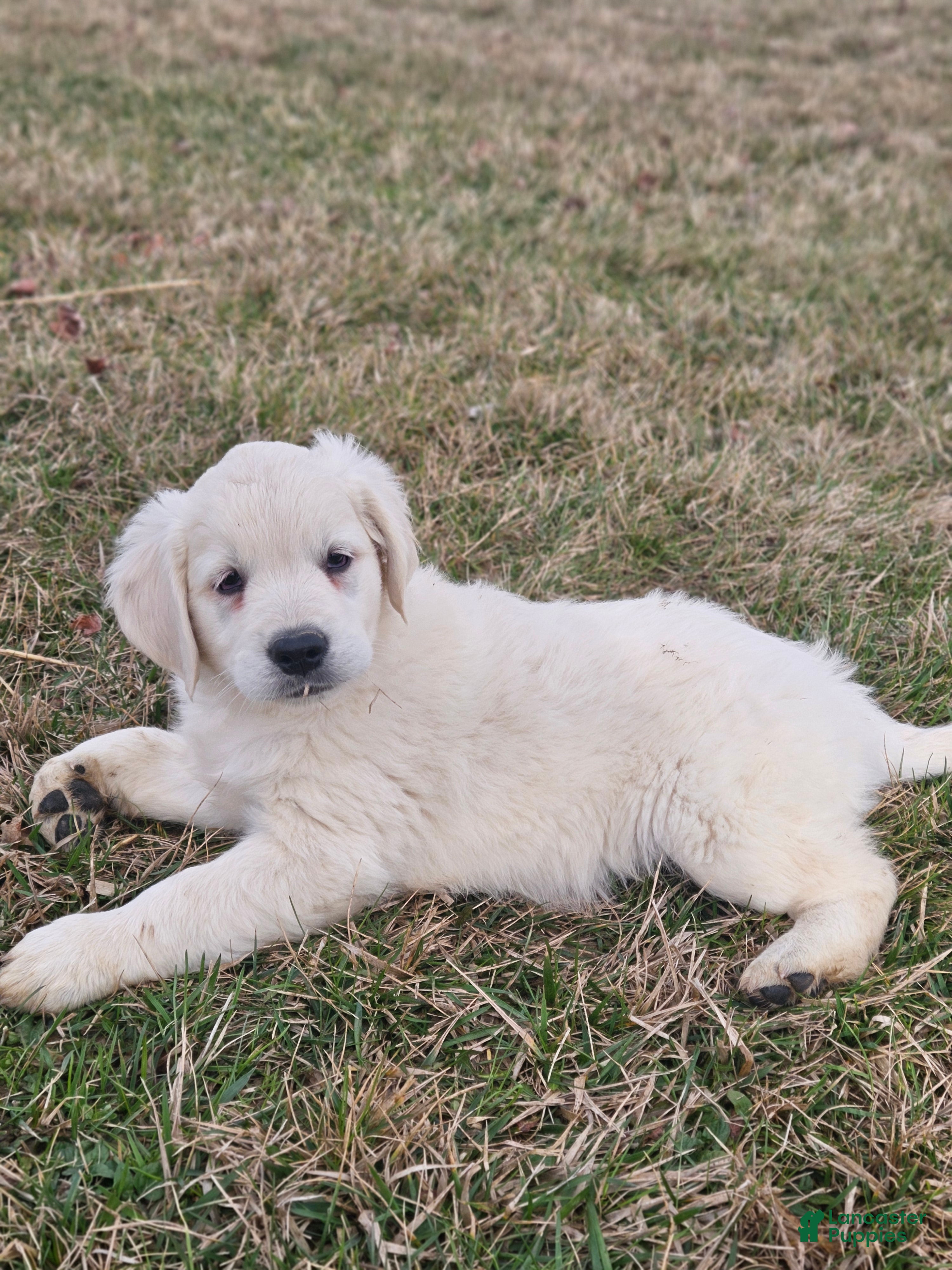Golden Retriever dogs Remmy - Ad 1