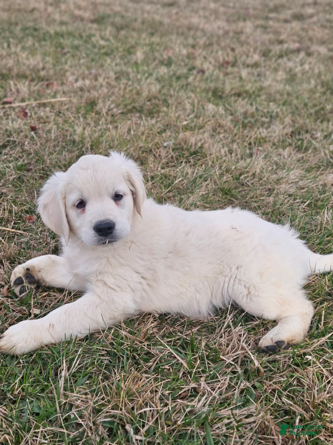Golden Retriever dogs for sale: Remmy - Ad 1