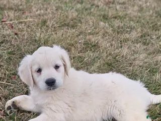 Golden Retriever dogs for sale: Remmy - Ad 3