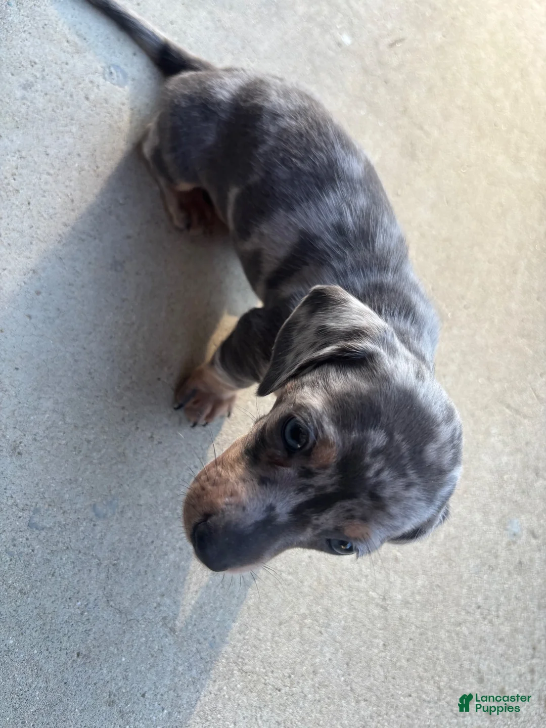 Miniature Dachshund dogs for sale: Miniature Dachshund 2 - Ad 2