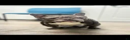 French Bulldog dogs for sale: Britney brindle  - Ad 6