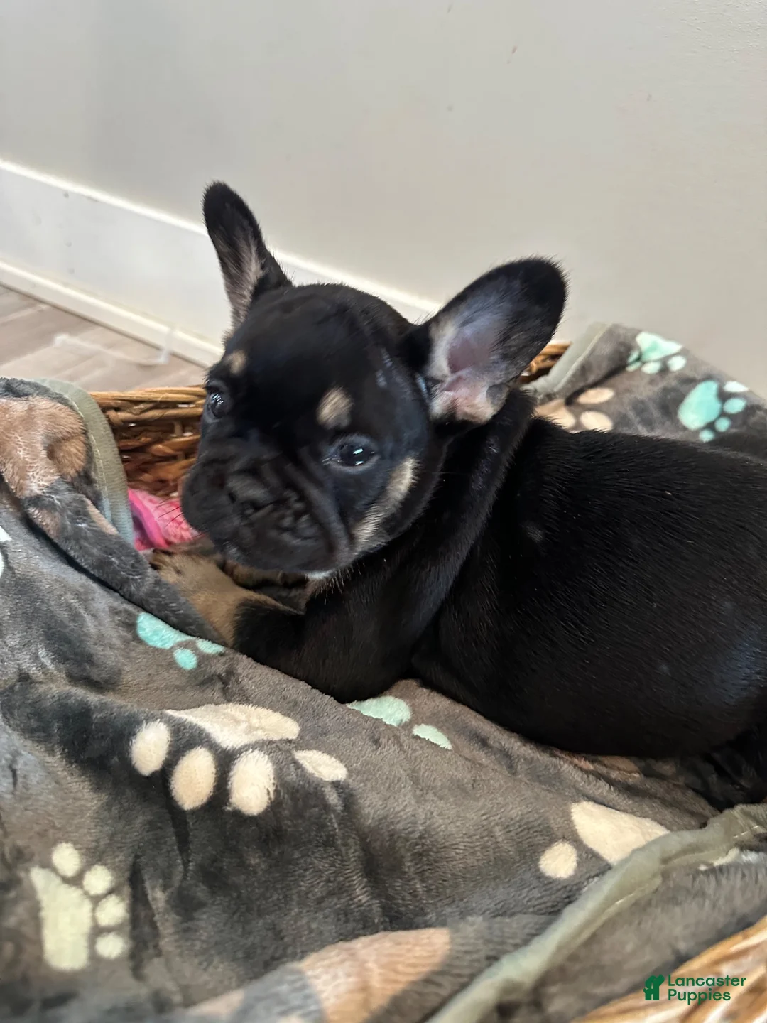 French Bulldog dogs for sale: Rocky - Ad 1